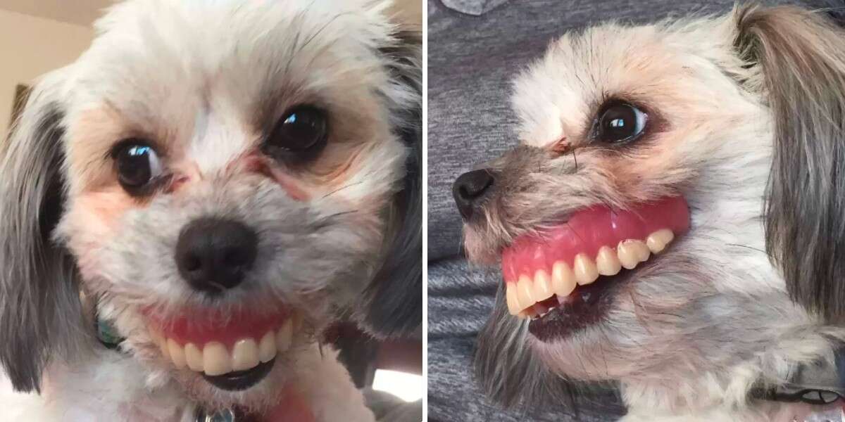 April Fools Pet Pranks 5 Hilarious Tricks Dogs Have Played On Their