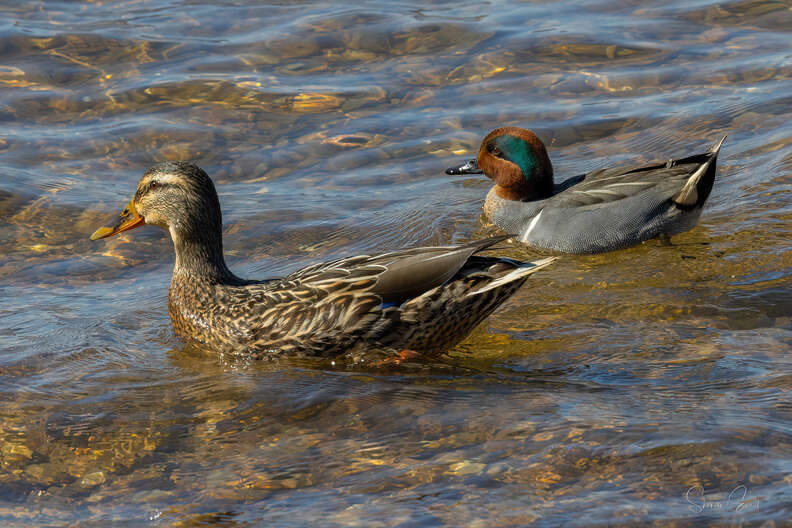 Tiny Duck Is Obsessed With Giant Girlfriend Three Times His Size - The Dodo