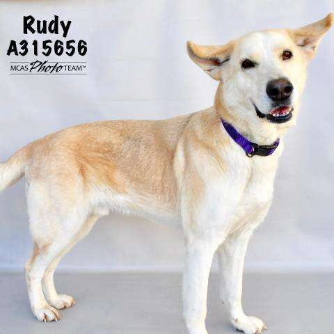 big dog needs a home