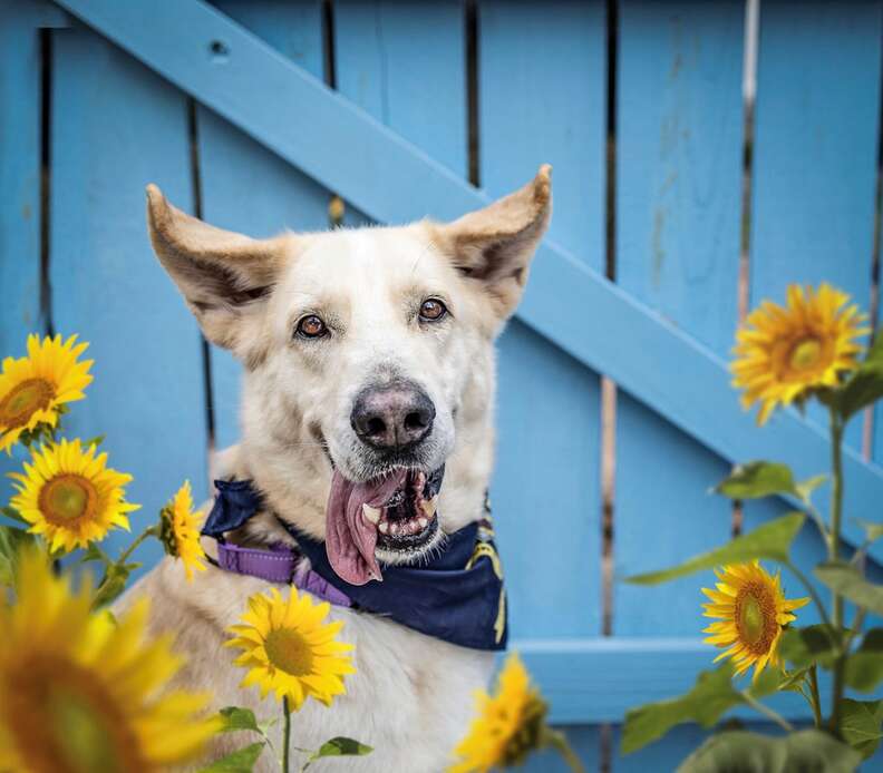 Seattle Mariners Adopt Tucker, A Rescue Dog, To Promote Awareness Of Pet  Adoption - DodoWell - The Dodo