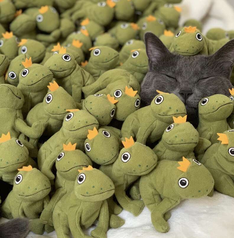 Toys And All Of Them Are Frogs