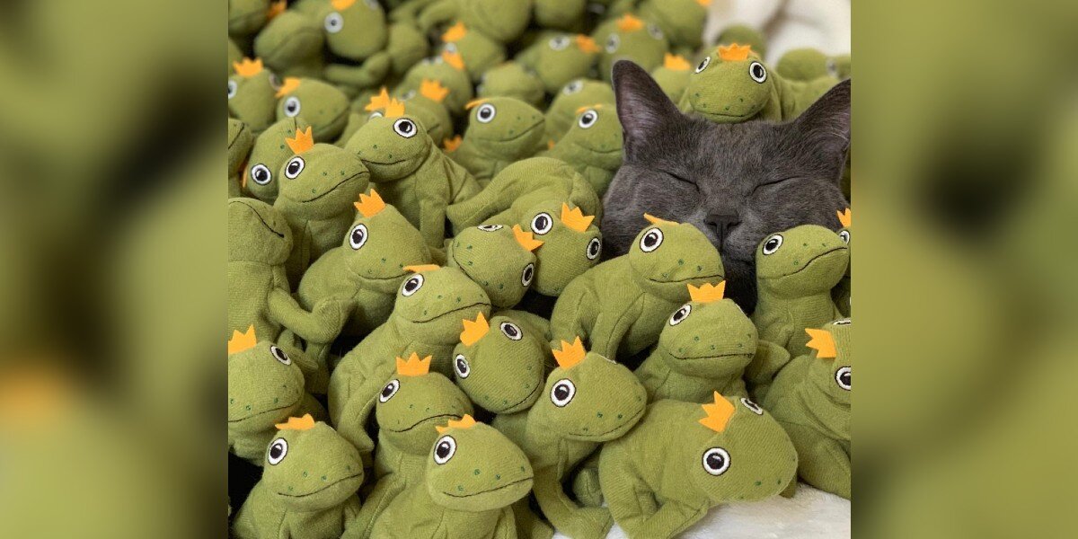 Cat Has Tons Of Toys And All Of Them Are Frogs - The Dodo