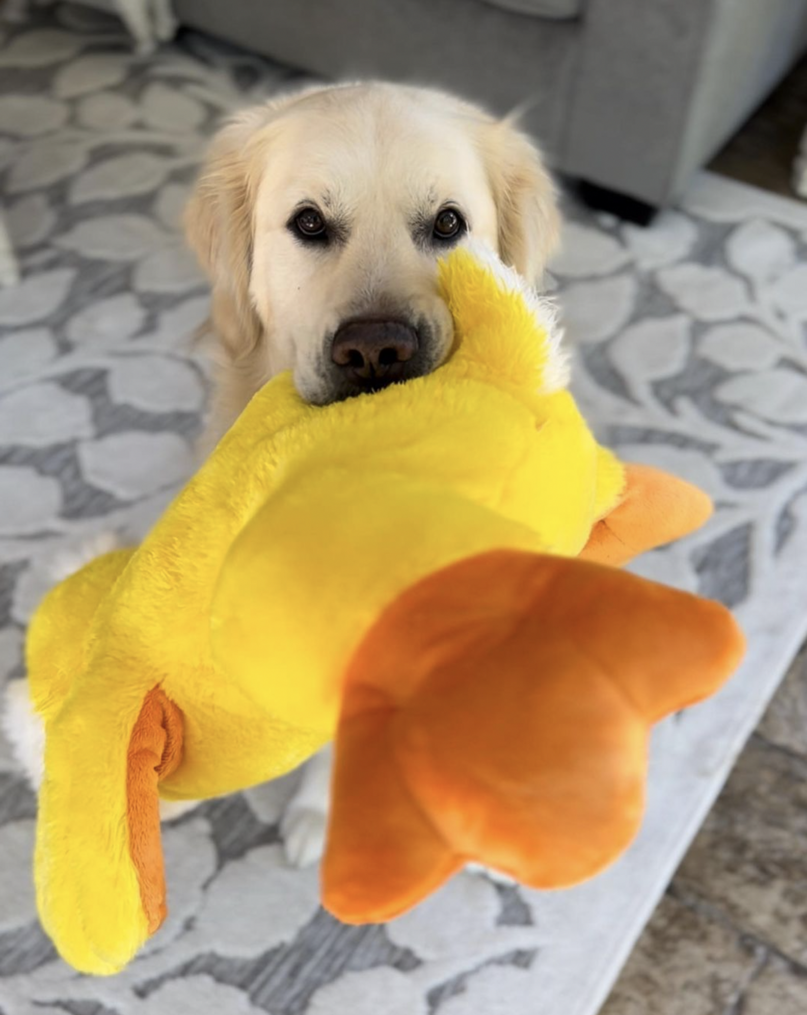 Guy Surprises Dog By Dressing Up As His Favorite Toy The Dodo