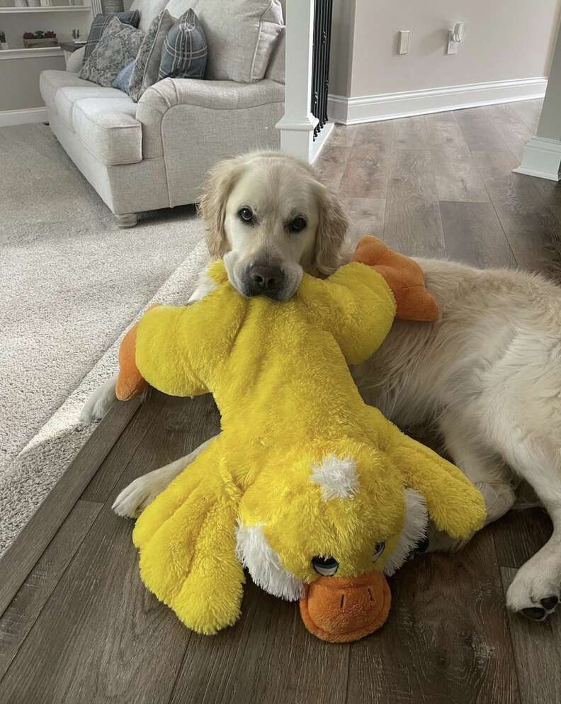 Golden retriever favorite toys hotsell