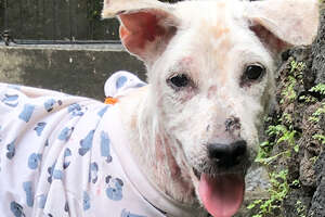 Tiny, Hairless Dog is Spotted On The Side Of The Road