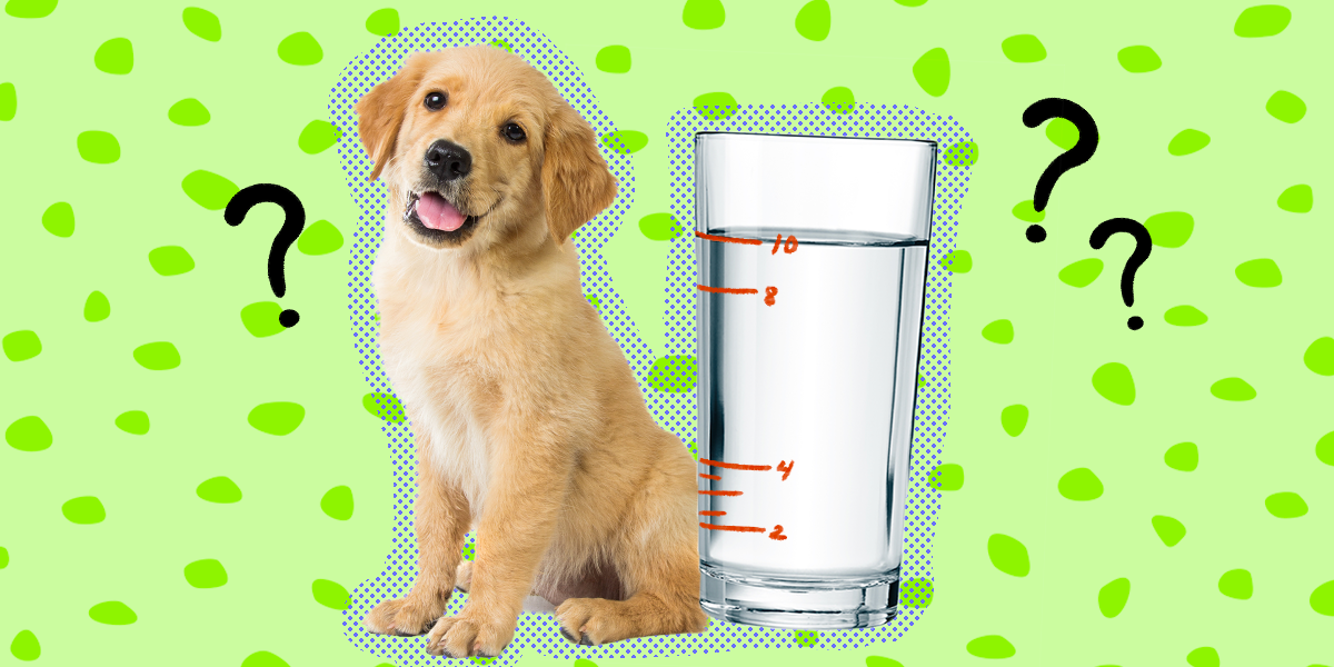 How Much Water Should A Puppy Drink? - DodoWell - The Dodo