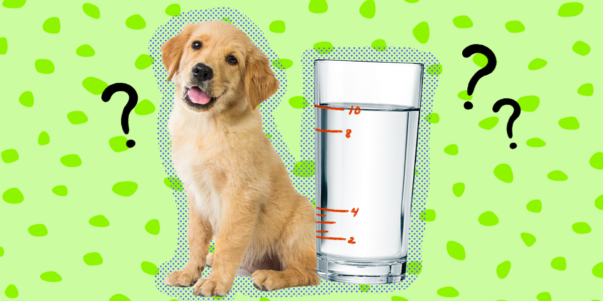 why dog will not drink water