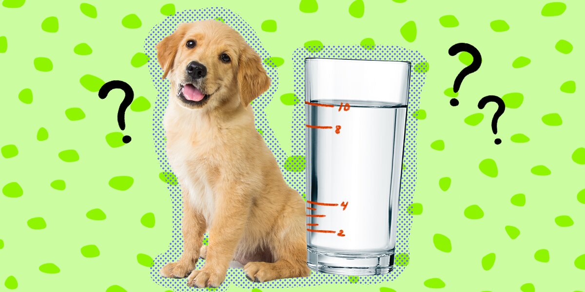 5 Best Dog Water Bottle Picks for Keeping Your Pup Hydrated On The Go