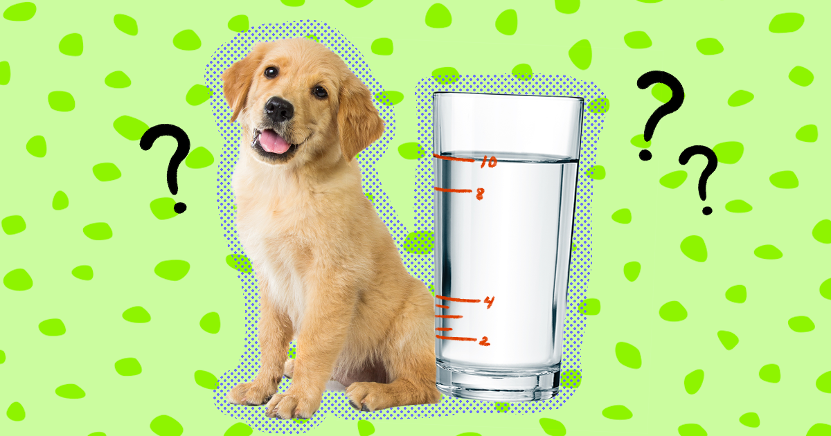 how to stop a dog from drinking water too fast