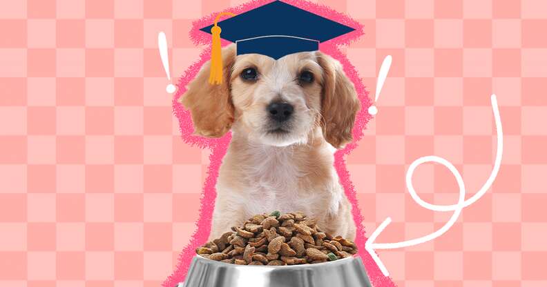 puppy wearing graduation cap