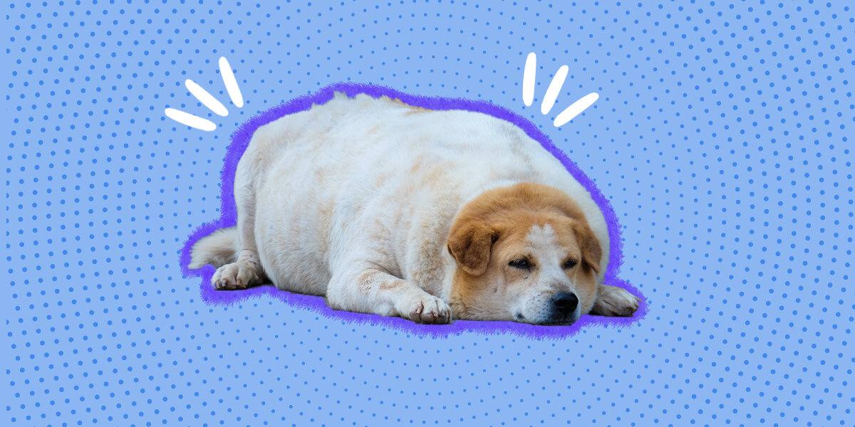 Dog hotsell fat dog