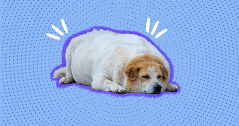 Fat online dog puppy