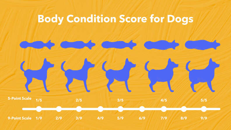 body condition score chart