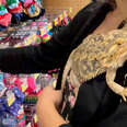 Lizard Obsessed With His Mom Even Goes To Walmart With Her