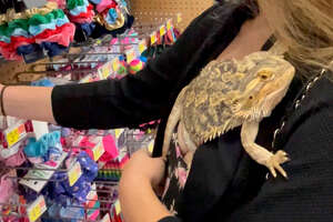 Lizard Obsessed With His Mom Even Goes To Walmart With Her