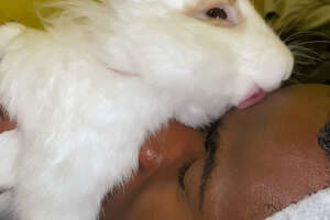 white bunny licking mans forehead