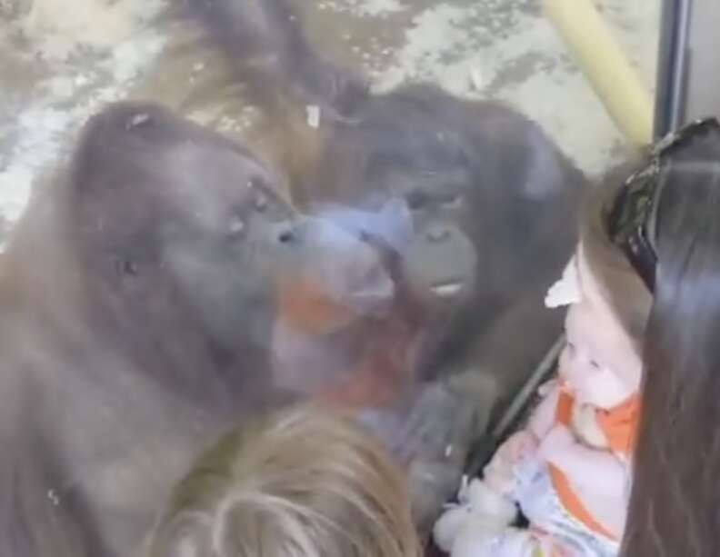 Zoo Orangutans Share A Touching Moment With Woman's Newborn Baby - The Dodo