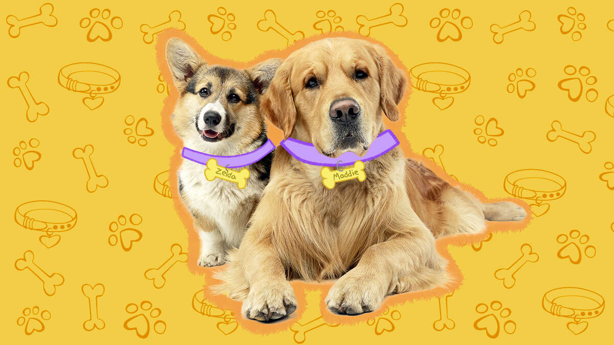 How Do I Name My Akc Puppy