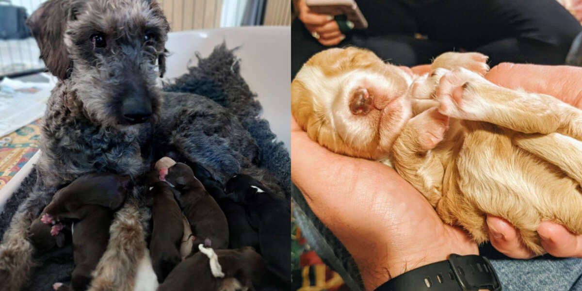 Rescue Dog Can't Believe How Many Puppies She Just Gave Birth To - The Dodo
