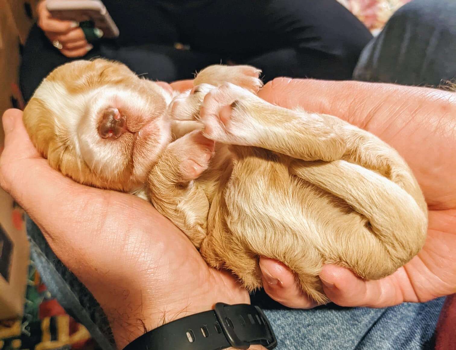 puppies