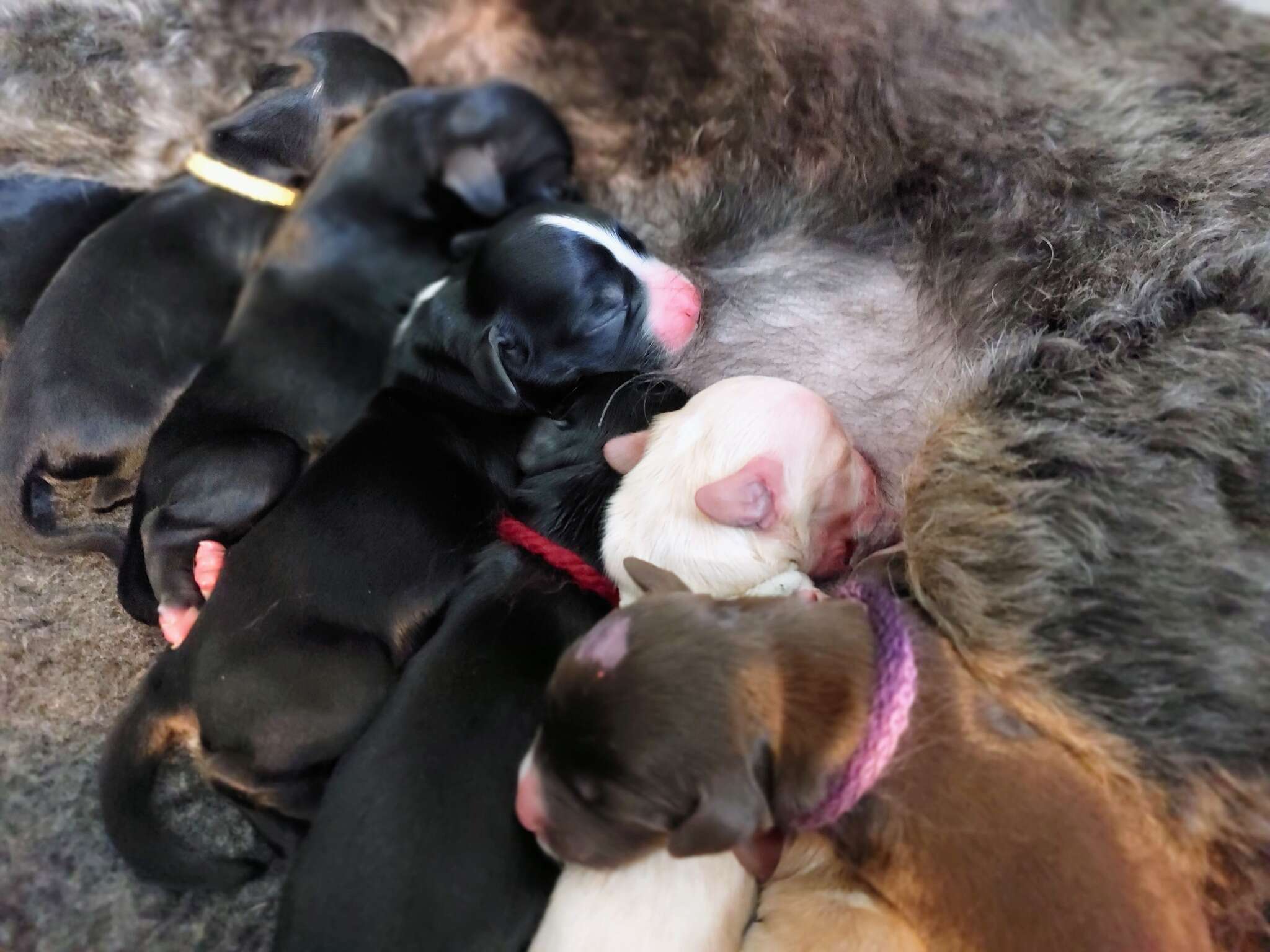 puppies