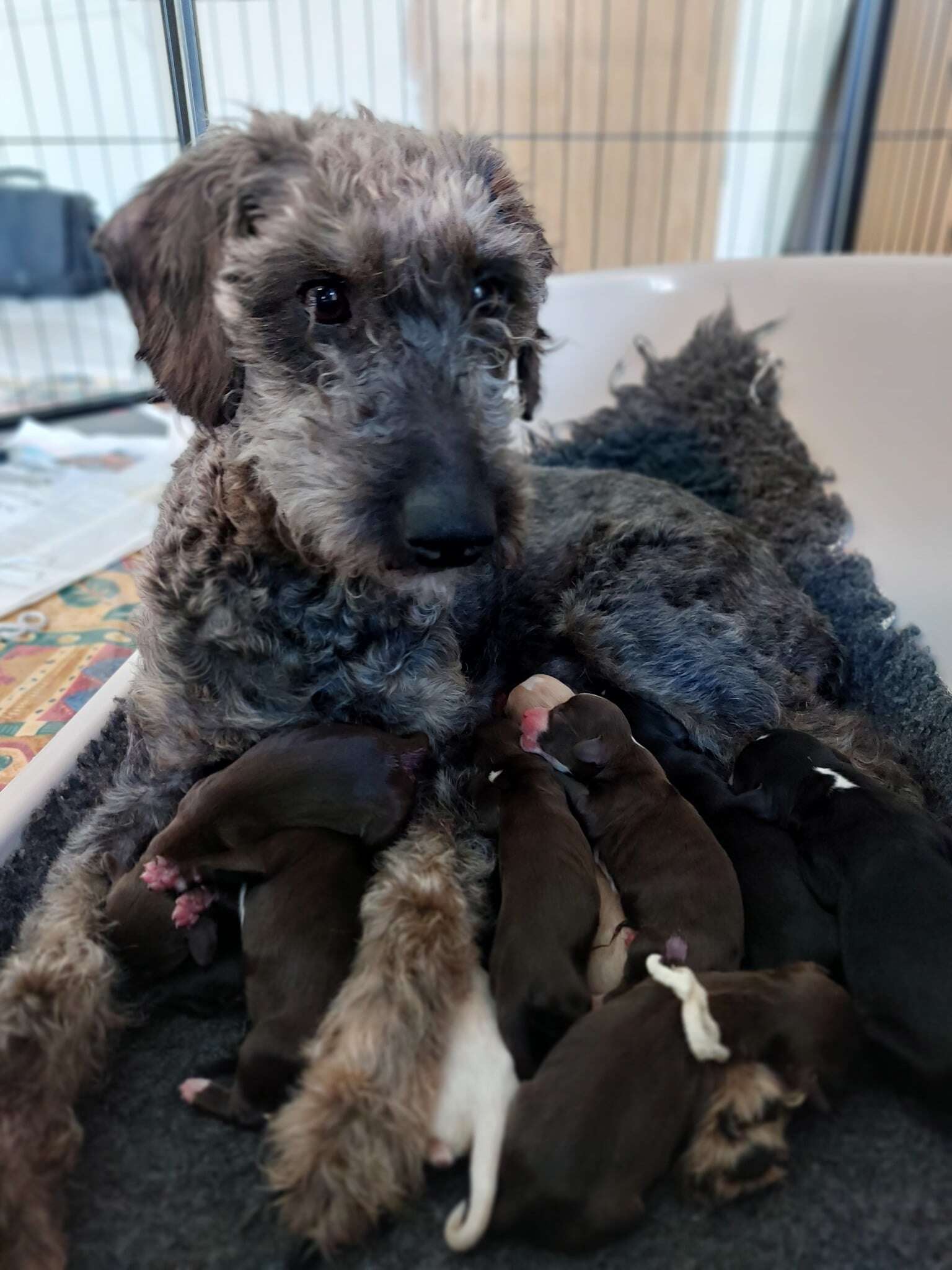 puppies