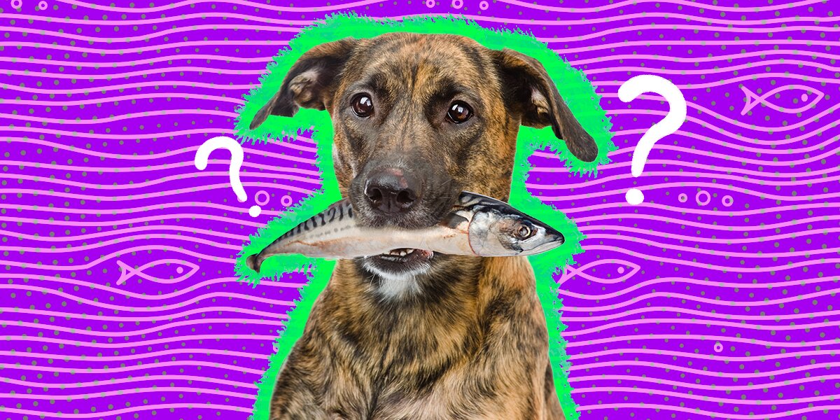 Can Dogs Eat Fish Which Fish Are Safe Or Unsafe DodoWell The Dodo