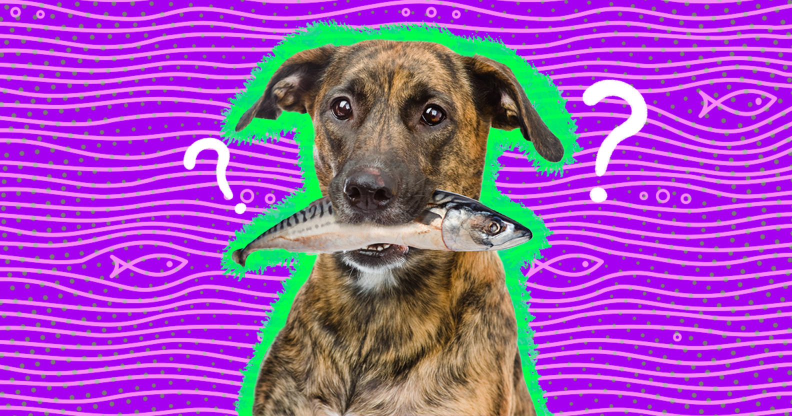 Can Dogs Eat Fish? Which Fish Are Safe (Or Unsafe) DodoWell The Dodo