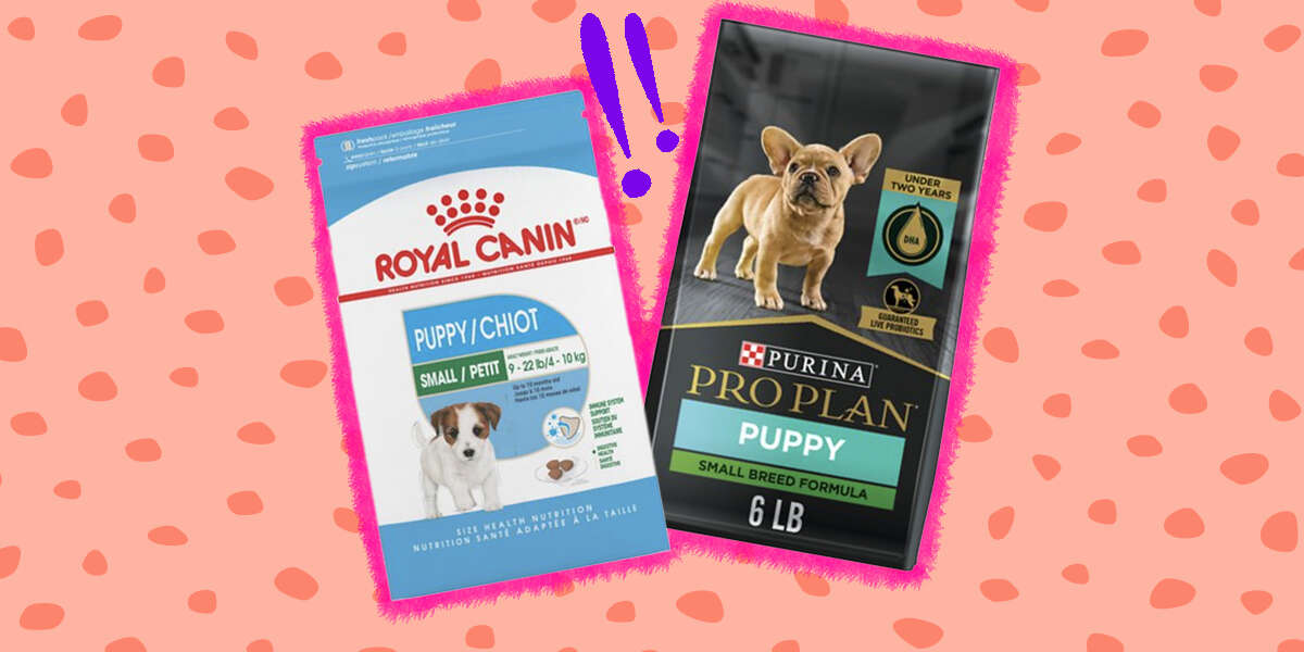 what is the best small breed puppy food