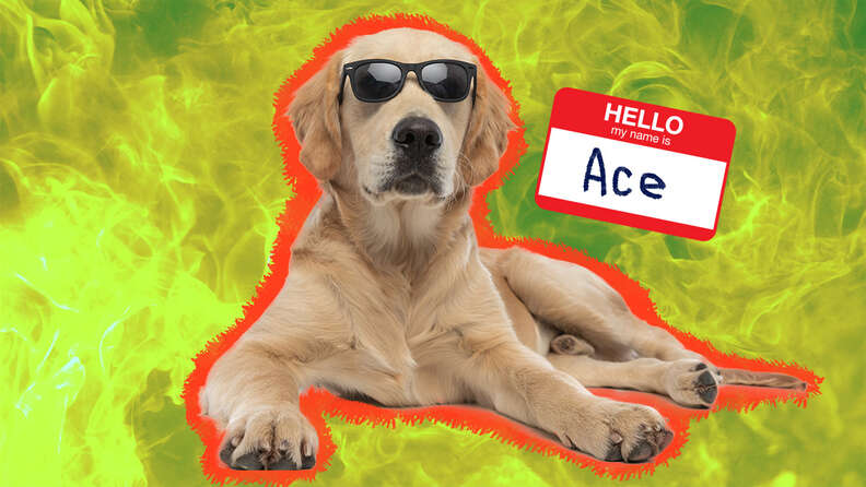 dog wearing sunglasses with fire