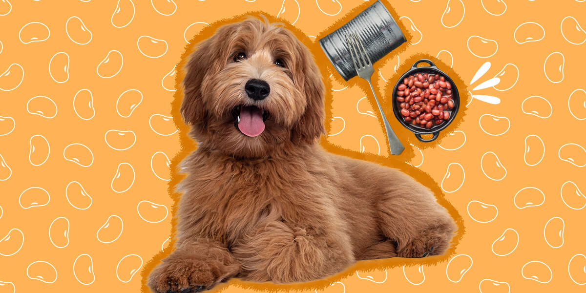 are beans bad for my dog