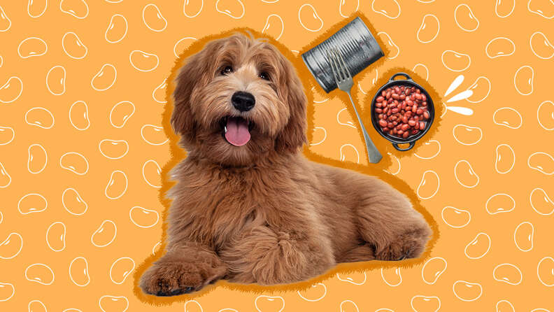 are garbanzo beans safe for dogs