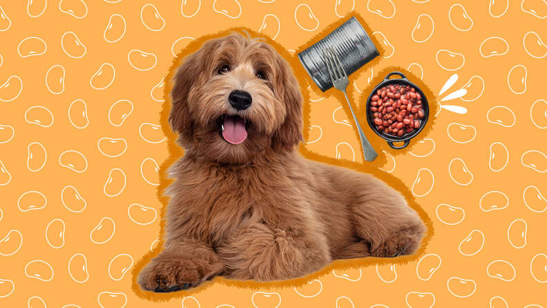 Can dogs eat outlet beans