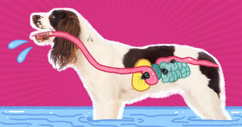 Giardia treatment in store dogs