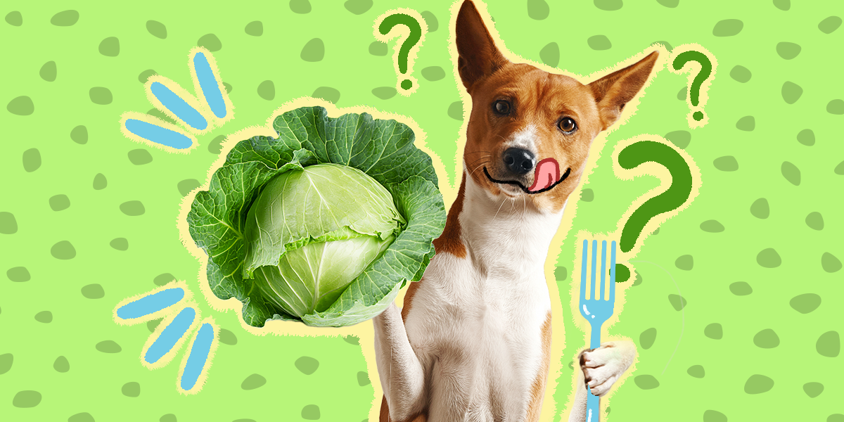 is red cabbage good for dogs