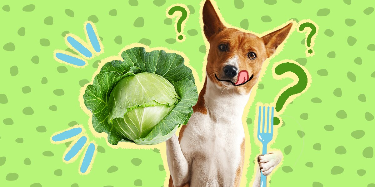 Is red cabbage sales bad for dogs