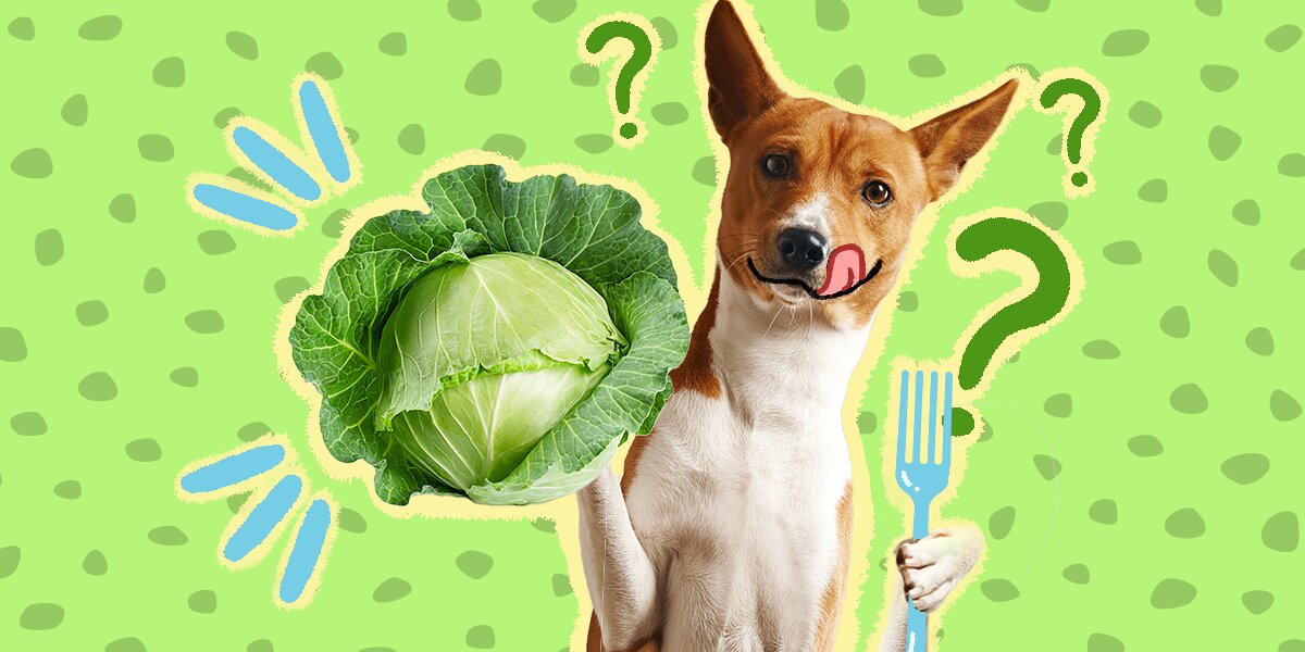 Can dog 2025 eat raw cabbage