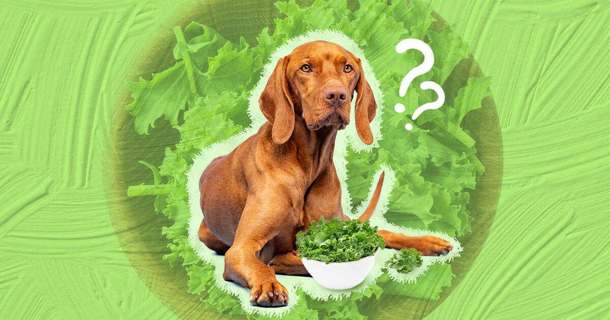 Can dogs 2025 eat cooked kale