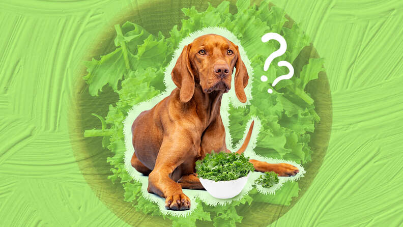 Is kale 2025 safe for dogs