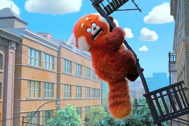 red panda in turning red