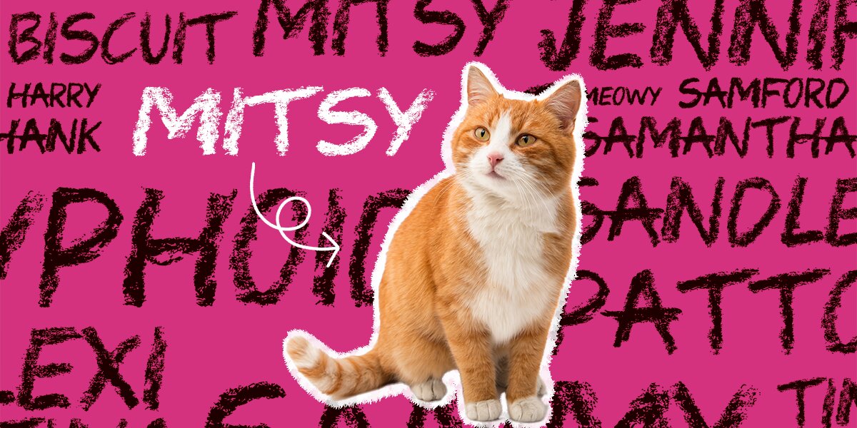 Biscuit names for clearance cats