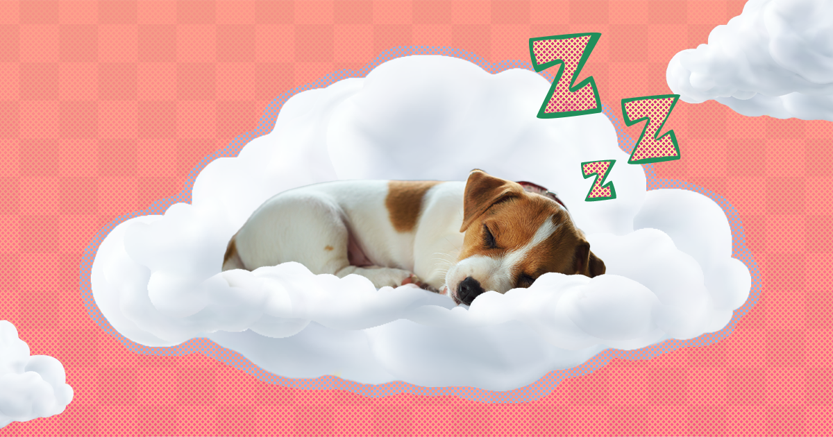 how much sleep do puppies need at 10 weeks