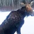 Guy Finds Moose Who Fell Through Thin Ice