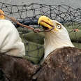 Rescuers Rush To Take Hook Out Of Bald Eagle's Beak