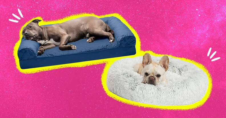 Best dog bed for cheap diggers