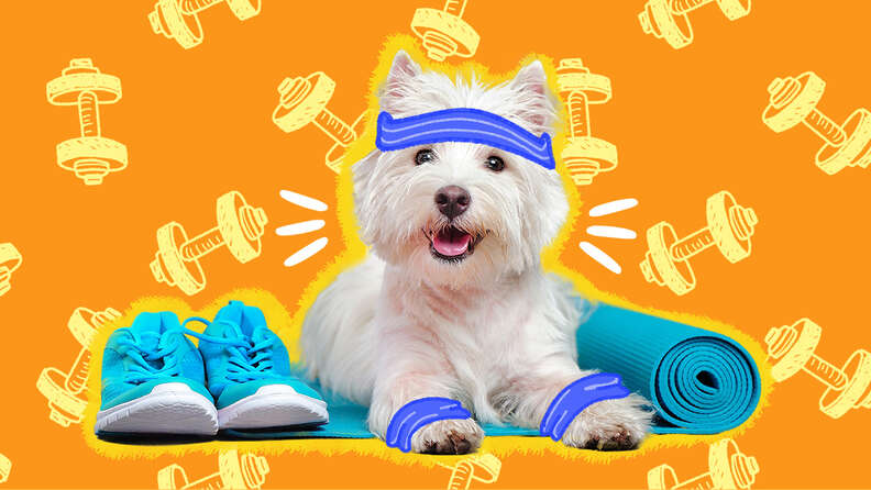 How much exercise does my dog need?