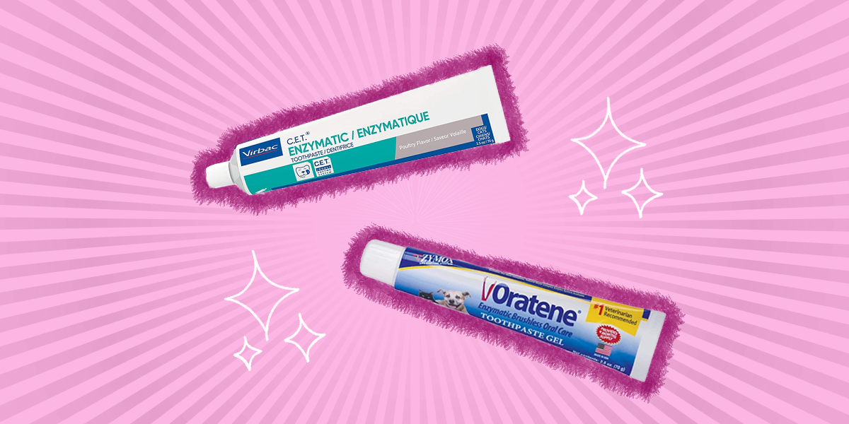 Best Cat Toothpaste Options for Healthy Feline Smiles