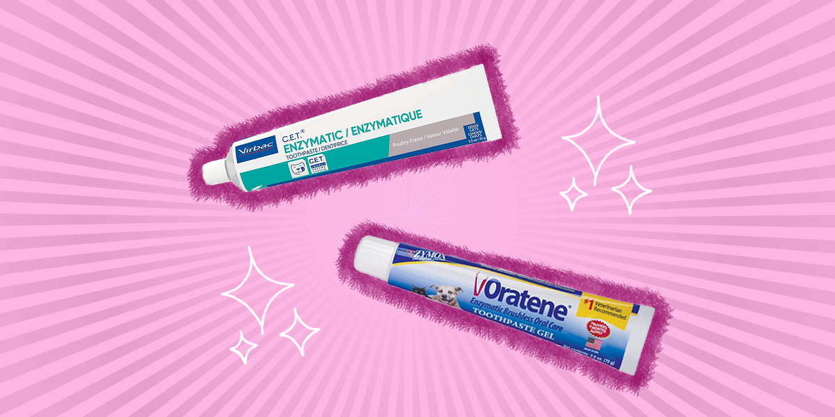 Cat Toothpaste The 4 Best Options For Keeping Your BFF S Teeth Healthy   Crop;