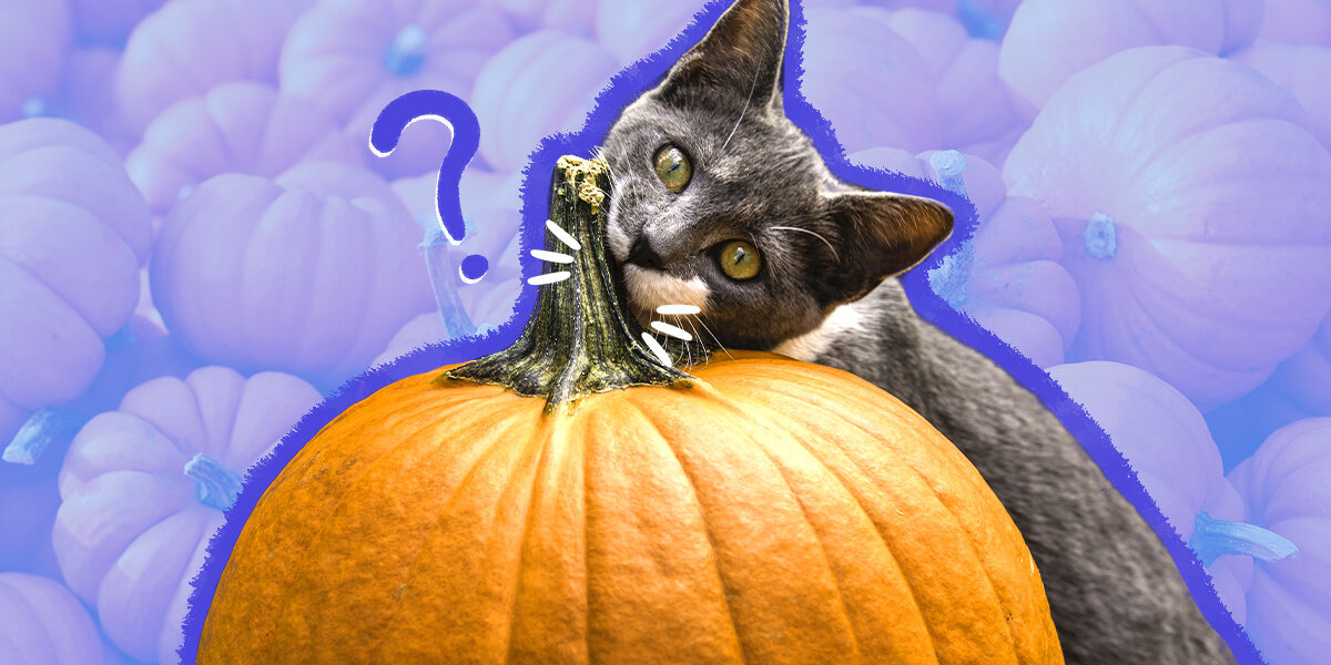 Giving 2025 cats pumpkin