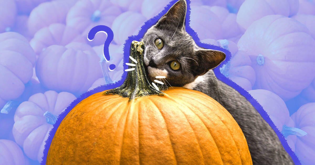 Cat constipation sale pumpkin